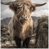 Scottish Cow Diamond Painting