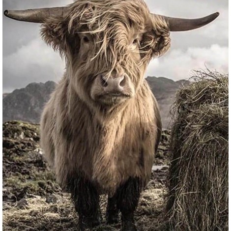 Scottish Cow Diamond Painting