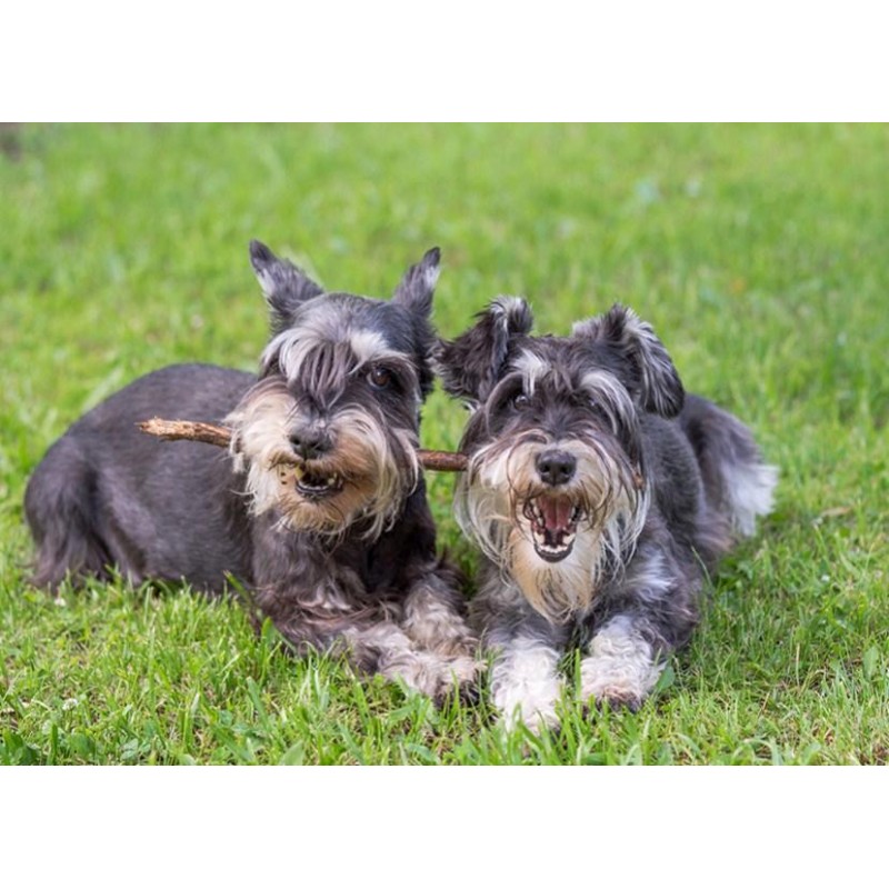 Schnauzer Lady &...