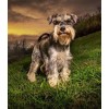 Schnauzer Dog - Paint by Diamonds
