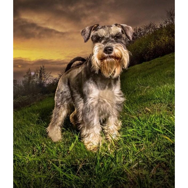 Schnauzer Dog - Pain...