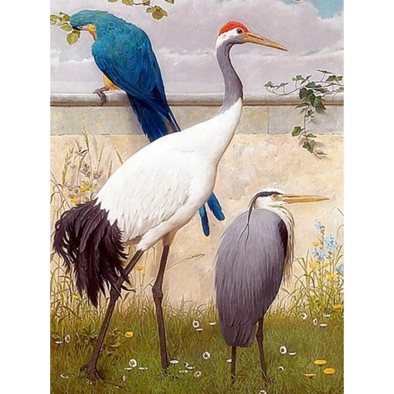 Sand Hill crane &amp...