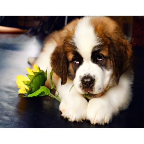 Saint Bernard Puppy & Yellow Flowers