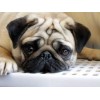 Sad Pug Dog Painting