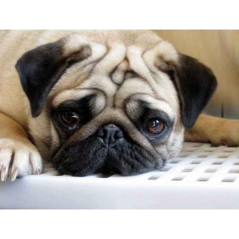 Sad Pug Dog Painting