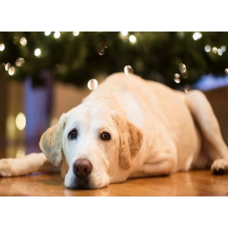 Sad Labrador Retriever Dog
