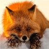 Sad Fox - Paint by Diamonds