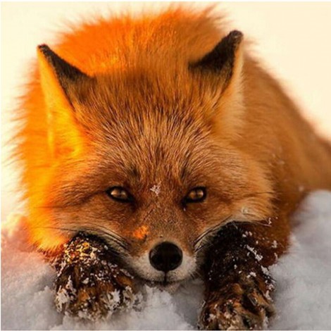 Sad Fox - Paint by Diamonds