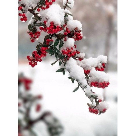 Russian Winter & Snow on Flower Buds