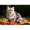 Adorable Cat on Autumn Leaves