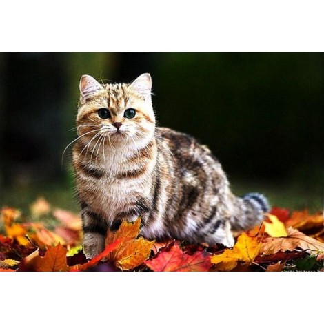 Adorable Cat on Autumn Leaves