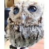 Blind Owl with Starry Eyes