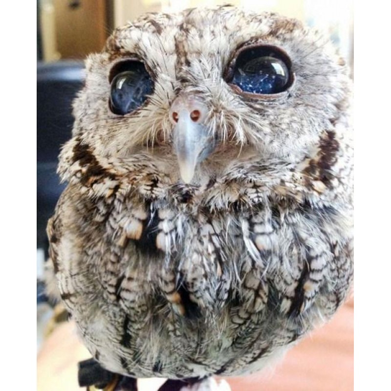 Blind Owl with Starr...