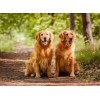 Golden Retrievers Out for Walk