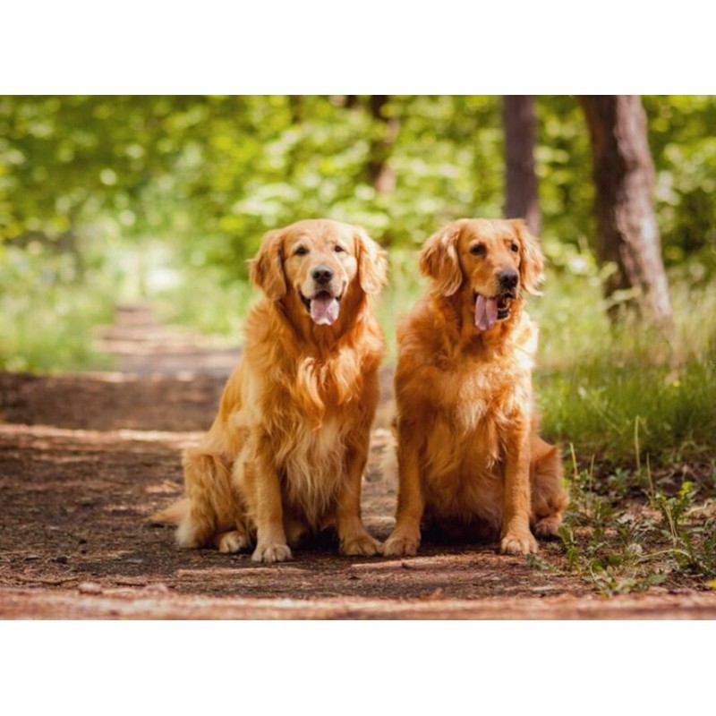 Golden Retrievers Ou...