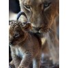 Mother & Baby Lion Diamond Painting