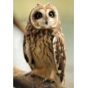 Pretty Owl - Paint by Diamonds