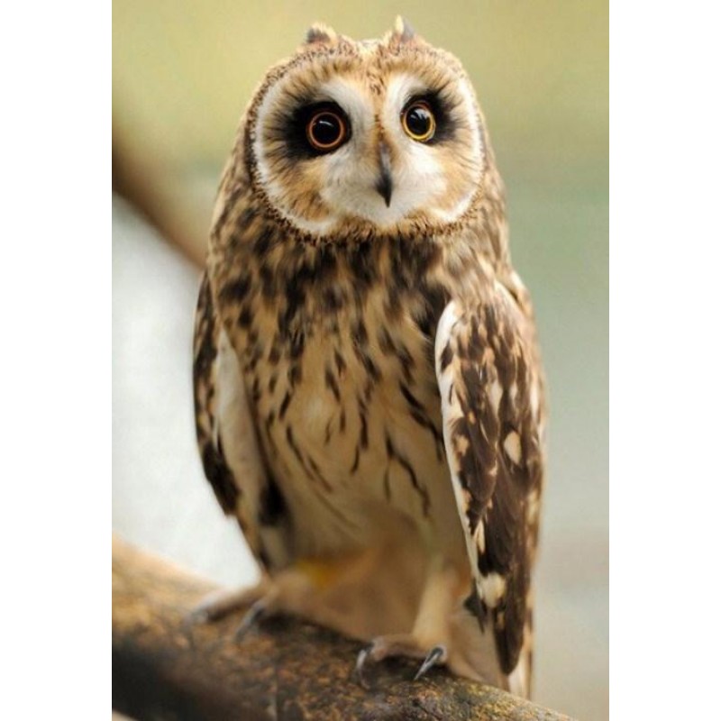 Pretty Owl - Paint b...