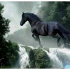 Running Black Horse