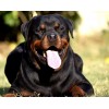 Rottweiler Yawning - Diamond Painting