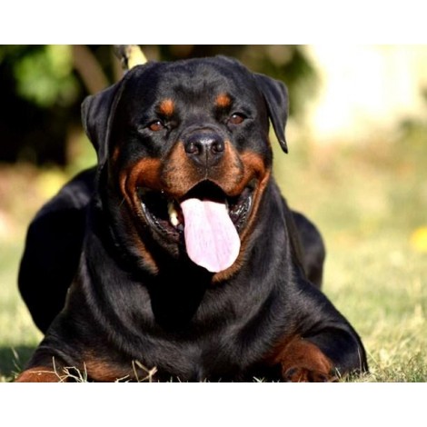 Rottweiler Yawning - Diamond Painting