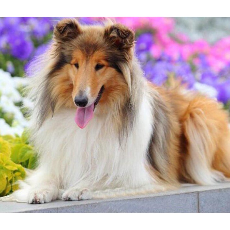 Rough Collie Diamond...