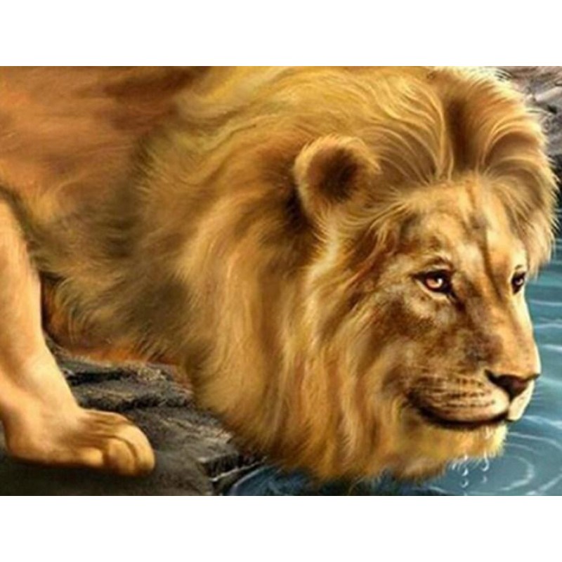 Lion Drinking Water ...