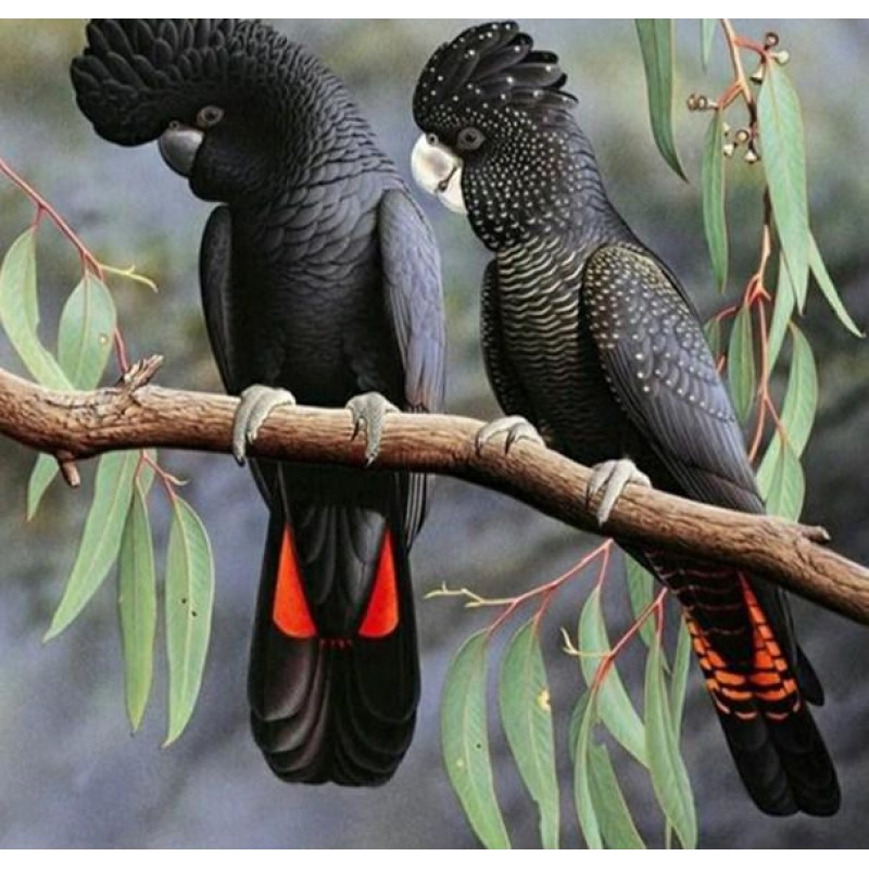 Red Tailed Black Coc...