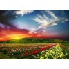 Red Sky & Flower Beds
