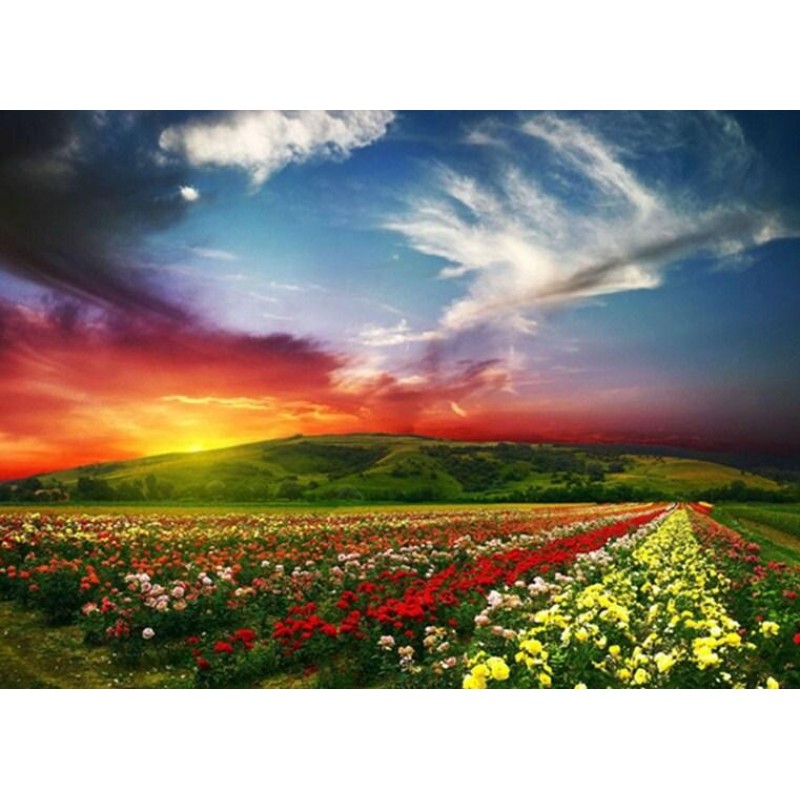 Red Sky & Flower...