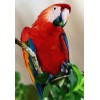 Red Parrot Diamond Painting Kit