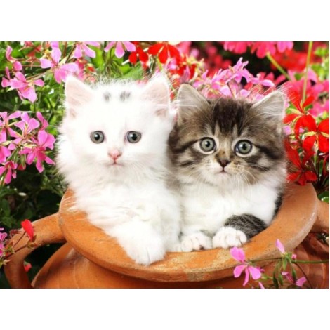 Lovely Kittens - Diamond Painting Kit