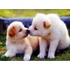 Puppies Kissing - Paint with Diamonds