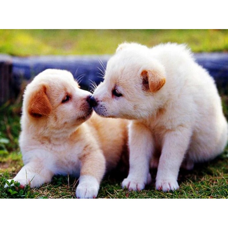 Puppies Kissing - Pa...