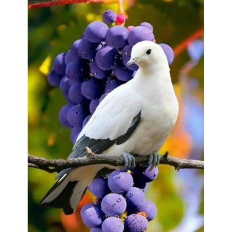 Beautiful Dove & Bunch of Grapes