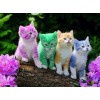 Rainbow Kittens - Paint with Diamonds
