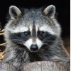 Raccoon DIY Diamond Painting