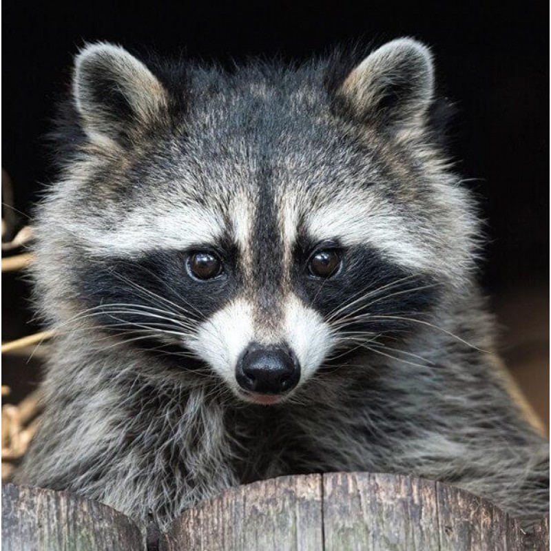 Raccoon DIY Diamond ...