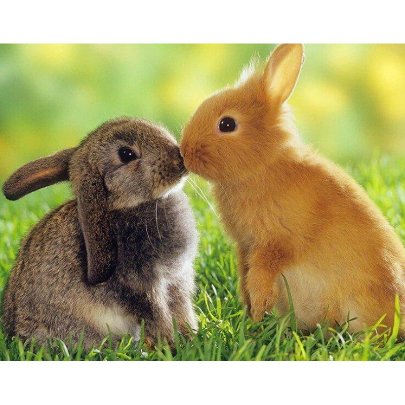 Rabbits Pair DIY Pai...