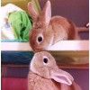 Rabbits Kissing - Diamond Painting Kit