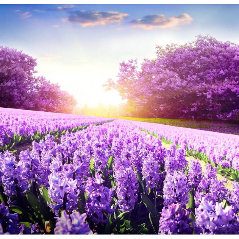 Purple Lavender Fiel...