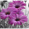 Purple Gerber Daisies Painting Kit