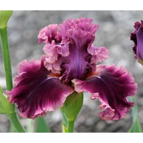 Purple Iris - Paint with Diamonds