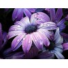Purple Flowers DIY Painting