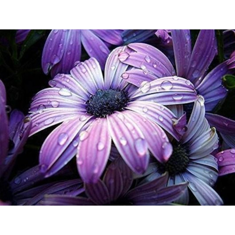 Purple Flowers DIY P...