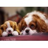 Puppy with a Stuffed Toy