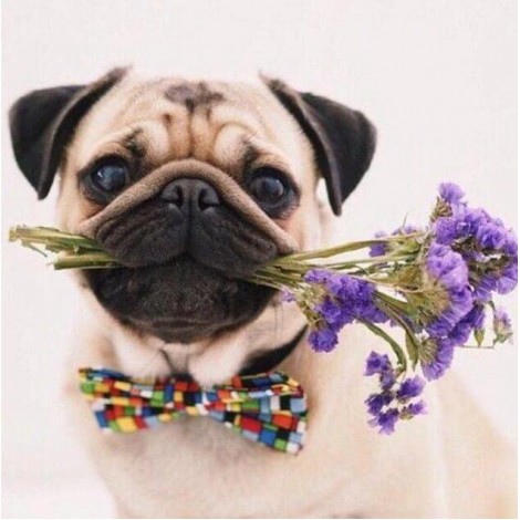 Pug Dog with Flowers