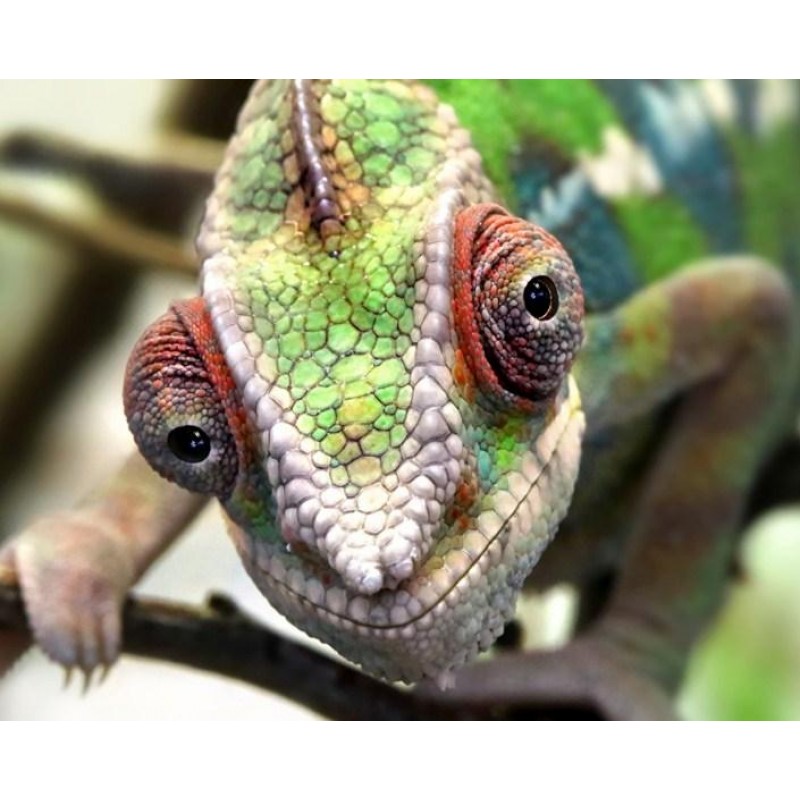 Chameleon Face - Pai...