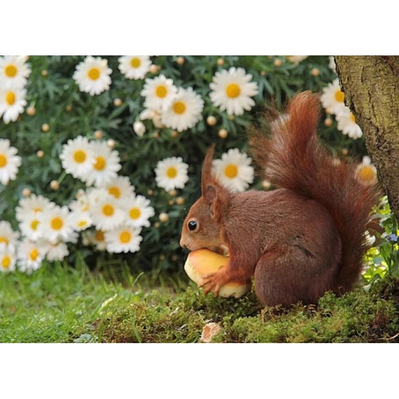 Daisy Flowers & ...