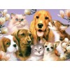 Dogs & Cats are Friends
